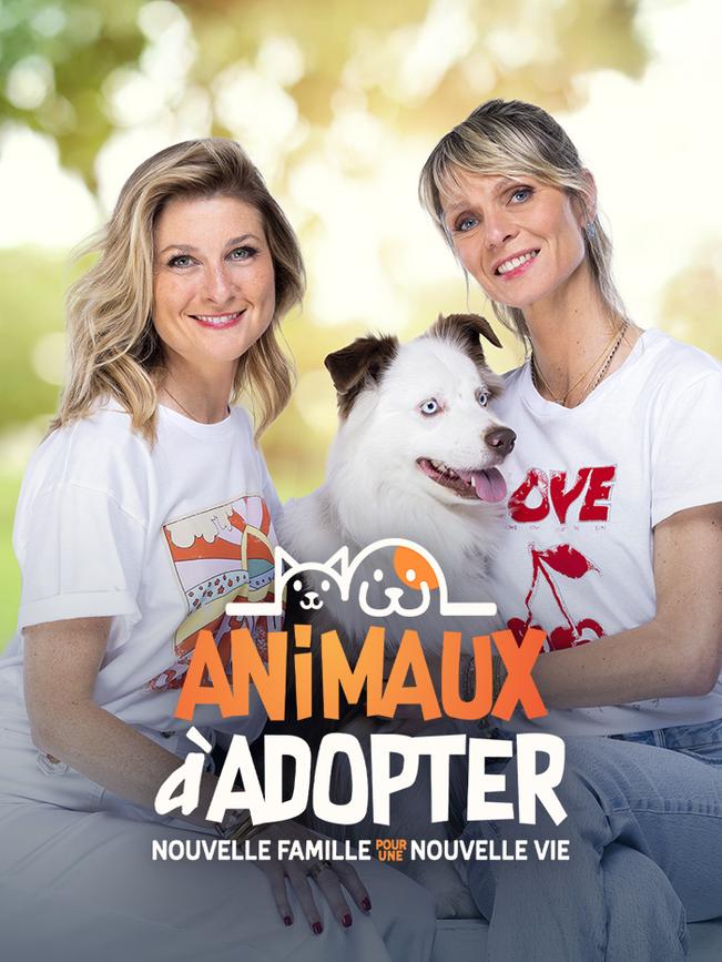 Animaux à adopter