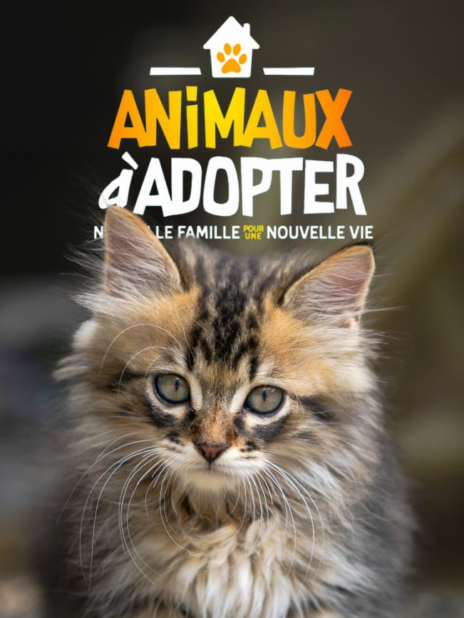 Animaux à adopter
