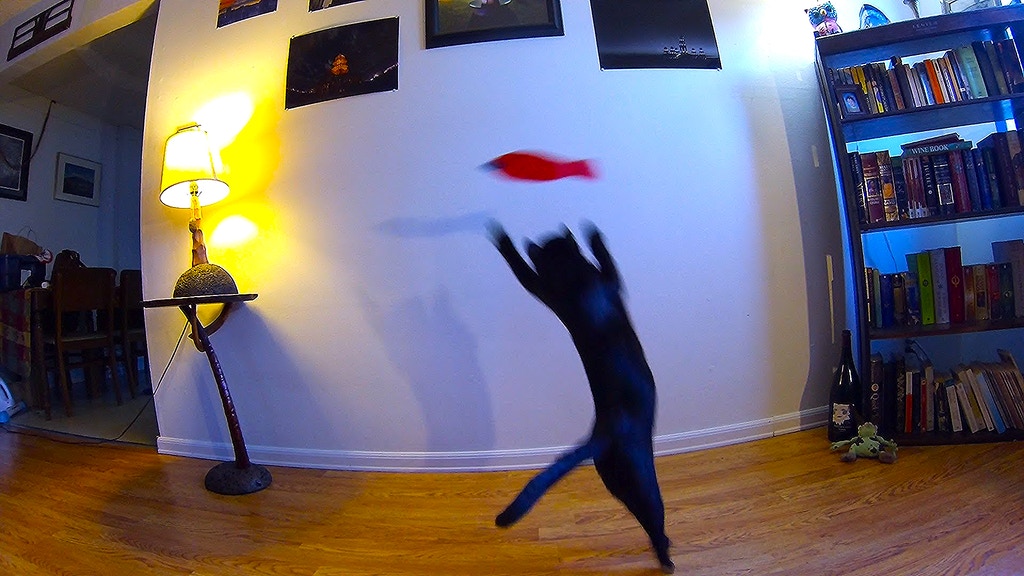 Cat Fishin' project video thumbnail