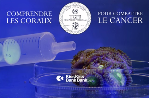 Augmenter nos connaissances sur les causes du blanchiment des coraux crowdfunding via kisskissbankbank