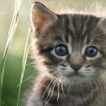 [SCIENCE] Comment allonger la vie de vos animaux de compagnie ?