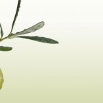Phytodia se lance sur My Pharma Company pour lutter contre le surpoids